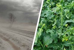 Fatalne skutki gradobicia. Rolnik pokazał, co się stało