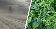 Fatalne skutki gradobicia. Rolnik pokazał, co się stało