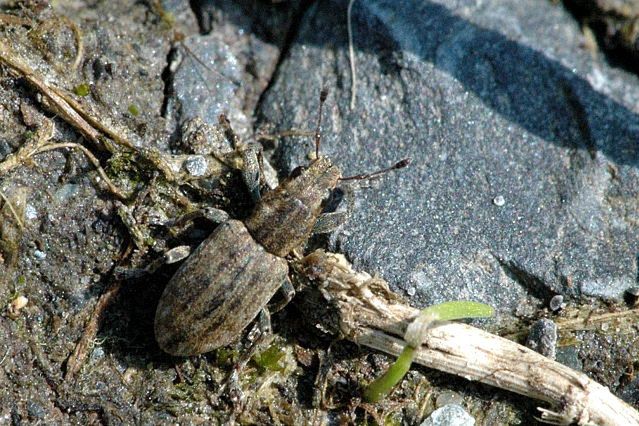 Oprzędzik pręgowaty jest ostatnio zmorą turystów na pomorskich plażach 