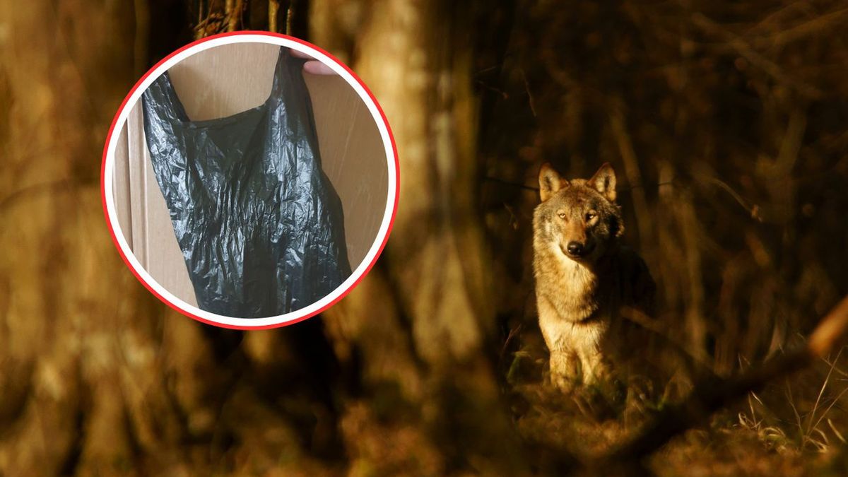 Zginęła w męczarniach. Wstrząsająca historia wilczycy z Nadleśni