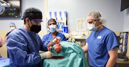 Serce świni z powodzeniem przeszczepione człowiekowi. Medyczna sensacja