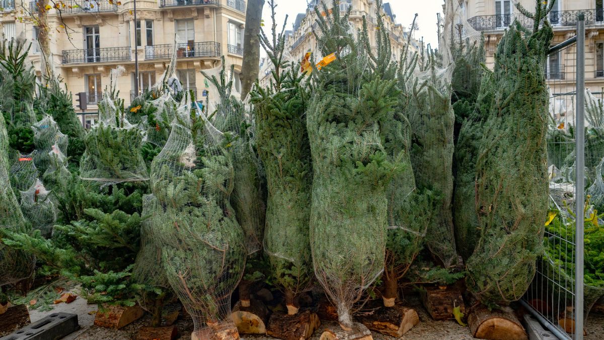 Ceny choinek w 2024 roku