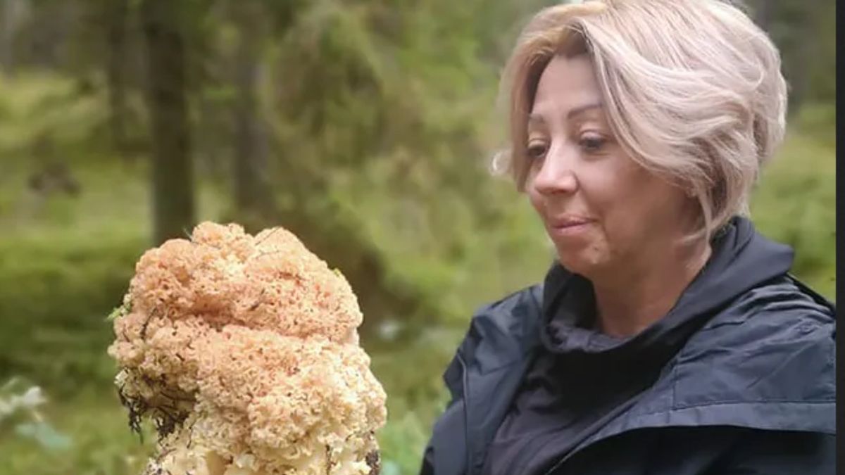 Siedzuń sosnowy do niedawna był pod ochroną. Teraz cieszy grzybiarzy