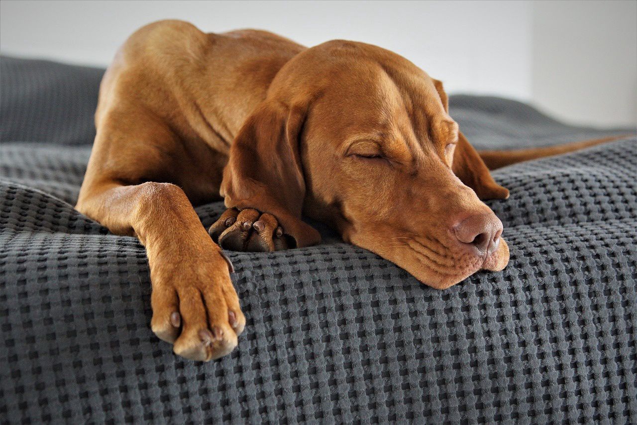 Adult dogs often sleep in the Sphinx position.