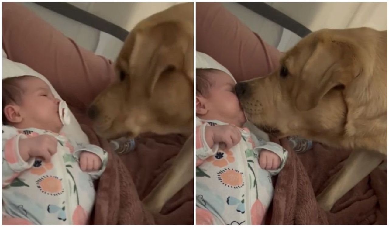 60 Million views and counting: Adorable dog steals baby's heart (and pacifier)