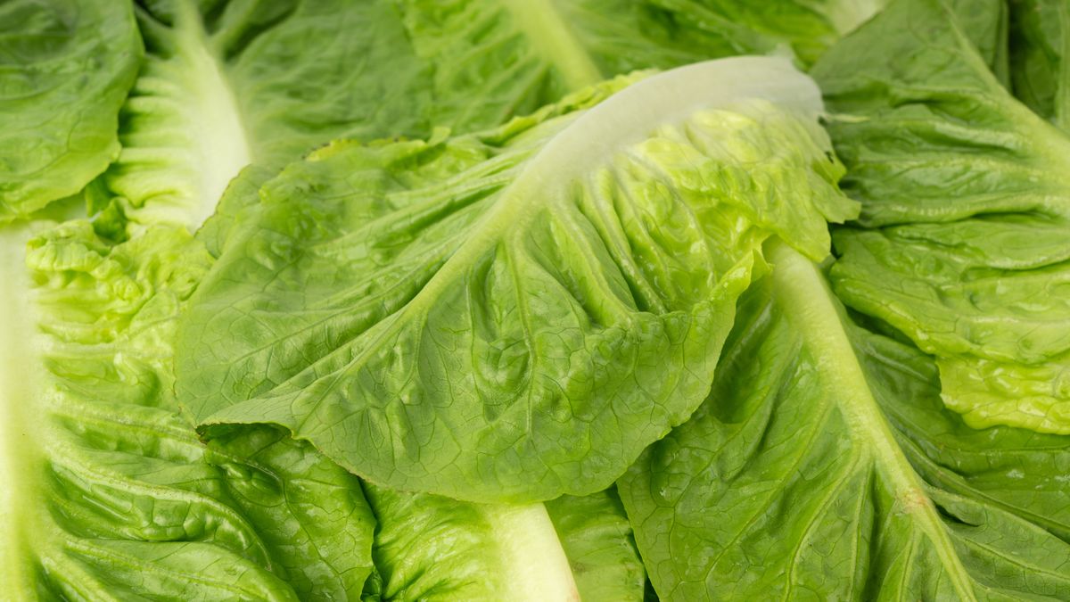 Do czego wykorzystać sałatę rzymską w kuchni?