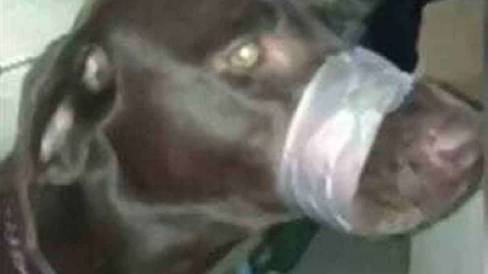 Zdjęcie podglądowe. Pies z zaklejonym pieskiem wyrzucony z auta