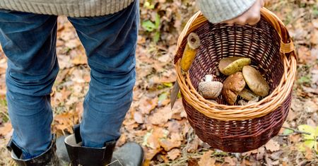 Ukochane grzyby Polaków wciąż w lesie mimo śniegu i przymrozków. Pojawiły się w tych miejscach
