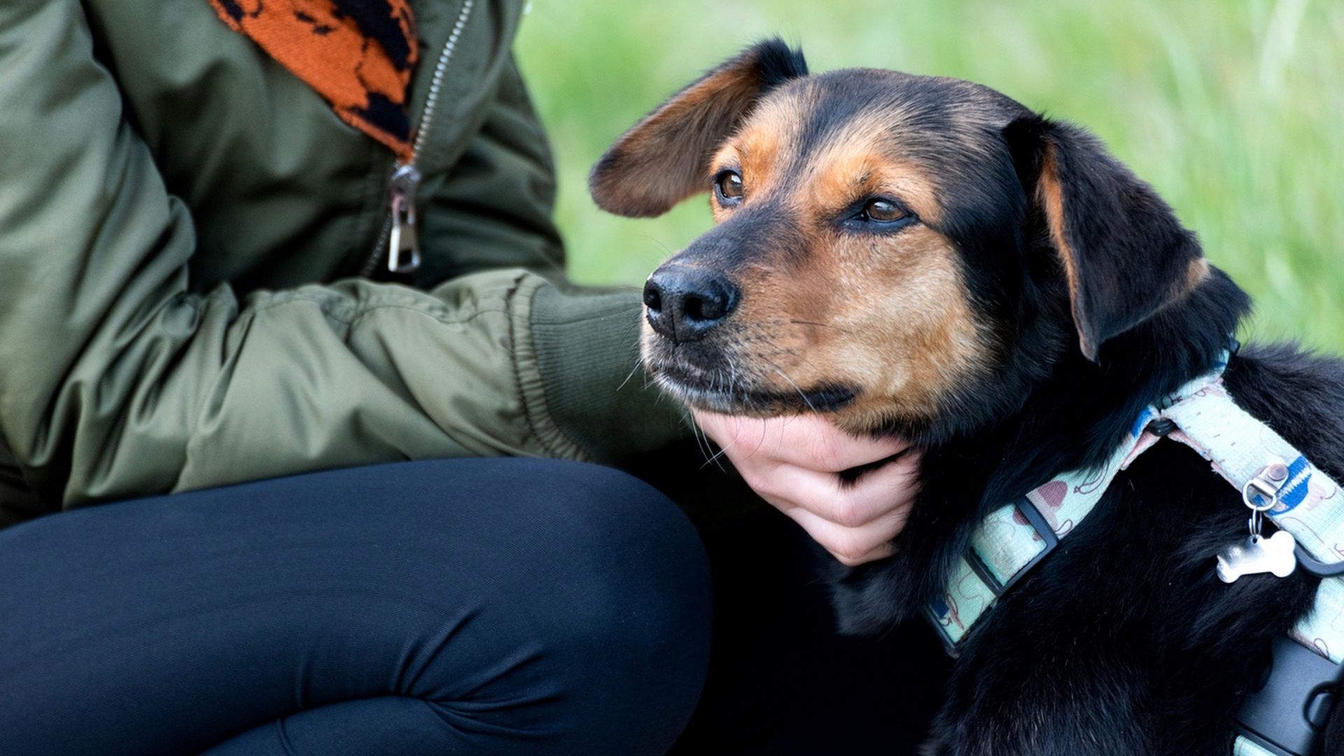 wiadomości,aktualności,WP Wiadomości Zwierzęta zmieniają nasze życie na lepsze – Mars Polska wspiera programy adopcyjne, edukacyjne i terapeutyczne