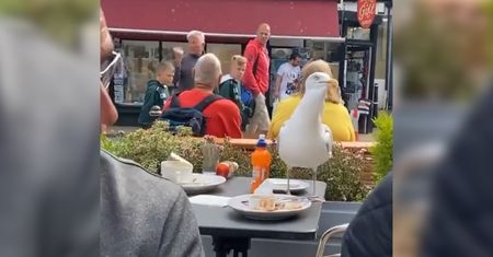 Zabawne nagranie z restauracji. Głodna mewa w akcji
