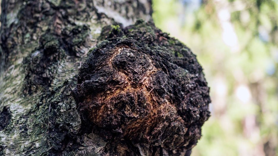 Chaga mushroom on the birch trunk.