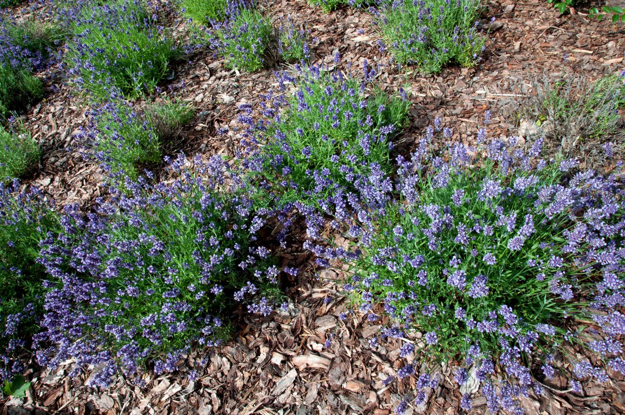 Homemade fertiliser for lavender