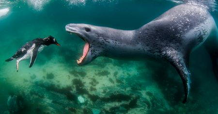 Potwór z Loch Ness? Fotograf stanął z nim oko w oko