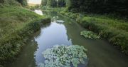 Chrzanów: Dolina Pięciu Stawów. Perła ukryta głęboko w lesie