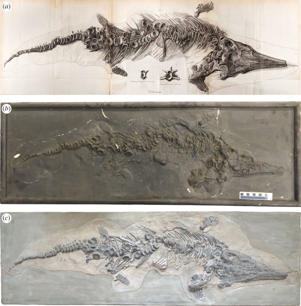 Oryginalna ilustracja szkieletu ichtiozaura z Lyme Regis, odlew z Yale i bardziej szczegółowy odlew z Berlina.