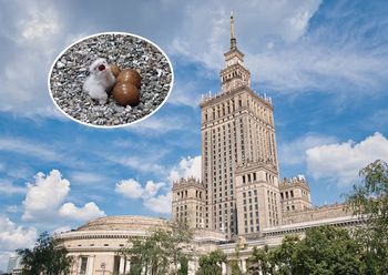 Poruszenie w stolicy. "Z niecierpliwością czekamy na kolejne"