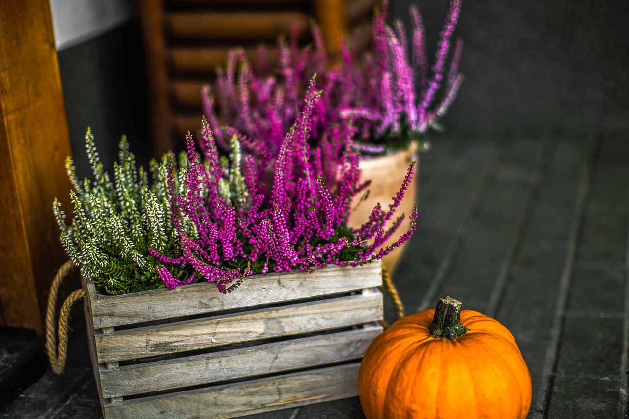 Homemade secret: Coffee grounds make heathers bloom longer