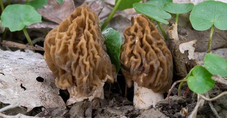 Pyszny grzyb, ale w Polsce pod ochroną. Grzybiarze na zbiory jadą do Czech