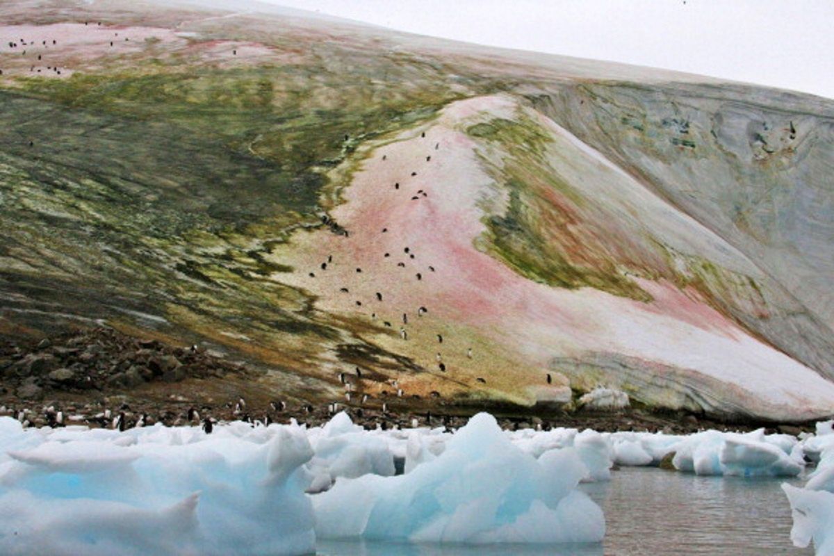 Na Antarktydzie śnieg stopniowo ustępuje miejsca zielonym połaciom