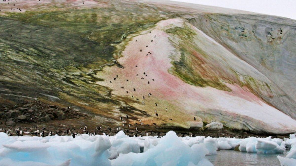 Na Antarktydzie śnieg stopniowo ustępuje miejsca zielonym połaciom