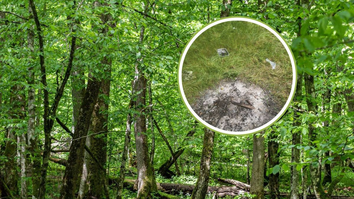 Rozpalili ognisko, zostawili śmieci. W lesie można za to słono z