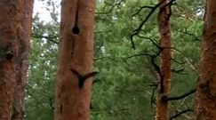 Niezwykły widok z lublinieckich lasów. Jerzyki przyłapane w lesie