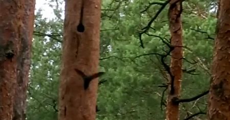 Niezwykły widok z lublinieckich lasów. Jerzyki przyłapane w lesie
