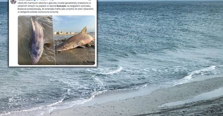 Belgia. Dziesiątki martwych rekinów na plaży w Koksijde
