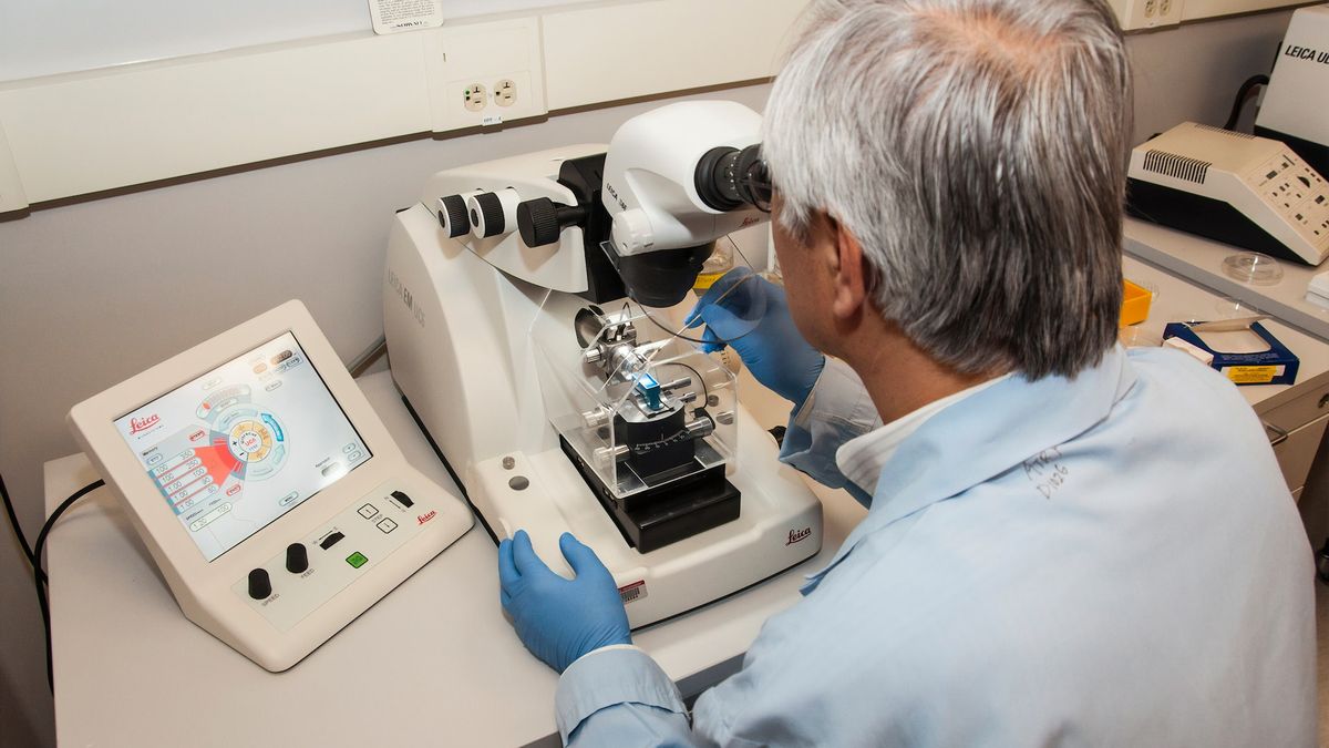 Drożdże z ludzkim DNA pomogą w badaniach nad nowotworami.