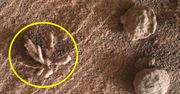 NASA. Zaskakujący widok na Marsie. Już wiadomo, co sfotografował Curiosity