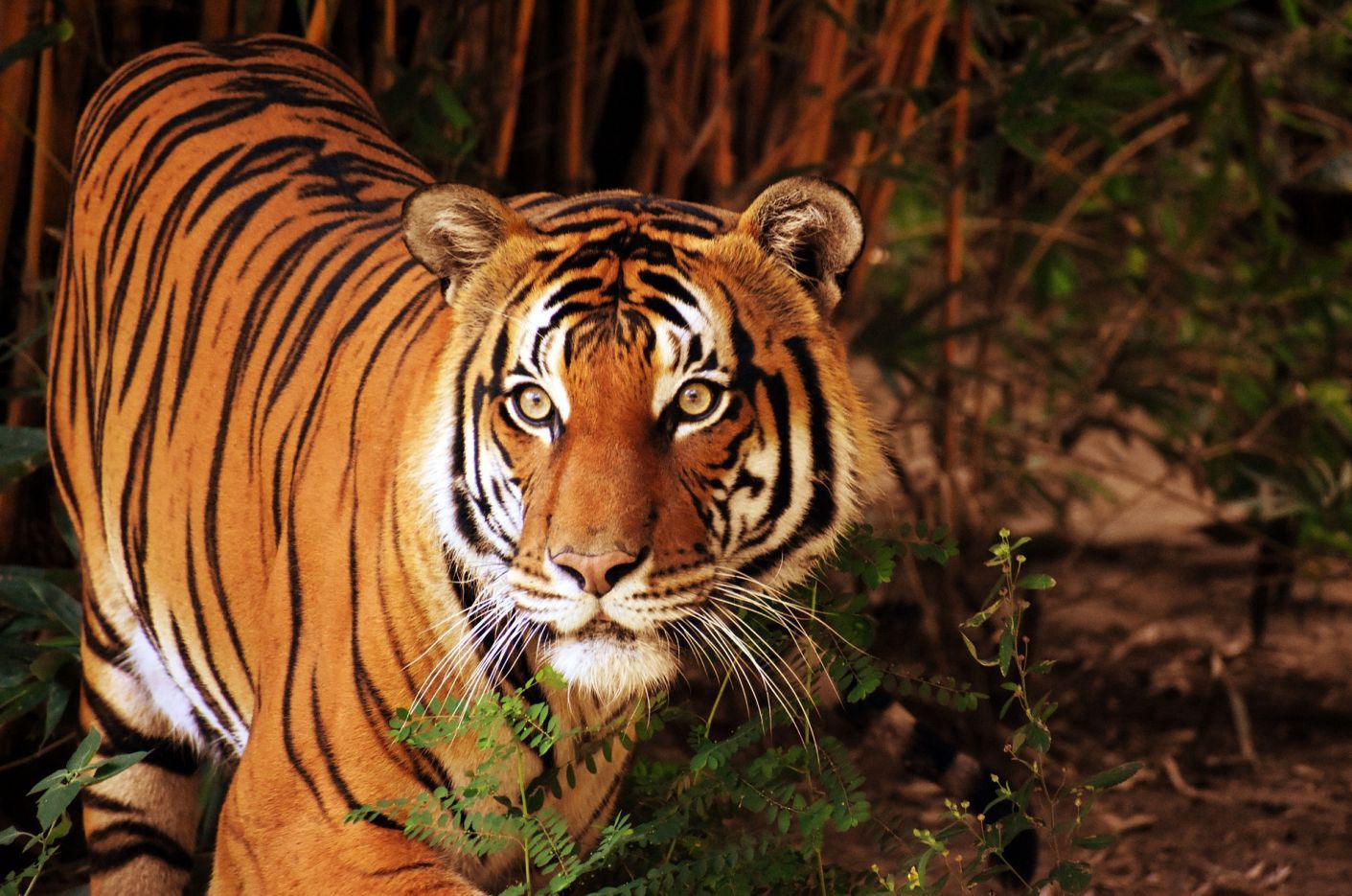 Tygrys odgryzł rękę 20-latka. Nagranie z zoo trafiło do sieci