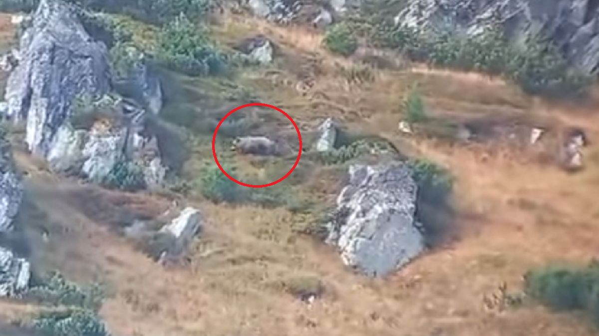 Żerujący niedźwiedź w masywie Opalonego Wierchu.