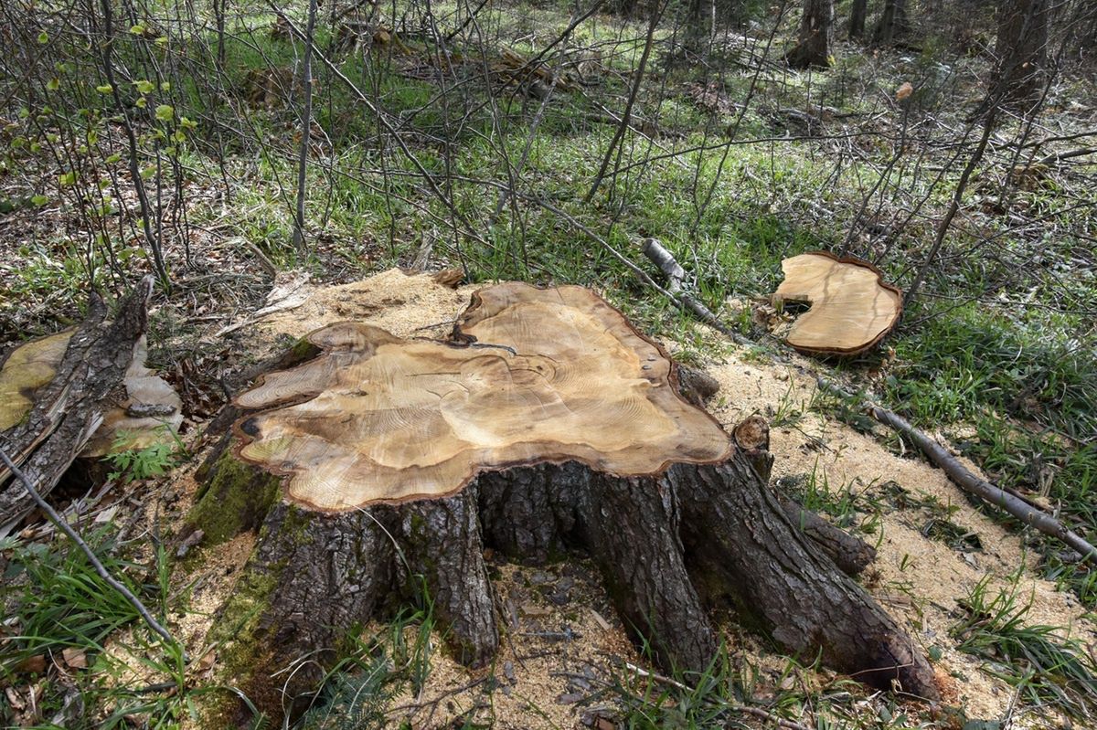 Drzewo miało 337 lat. Leśnicy wycięli jodłę. "Wielka strata"