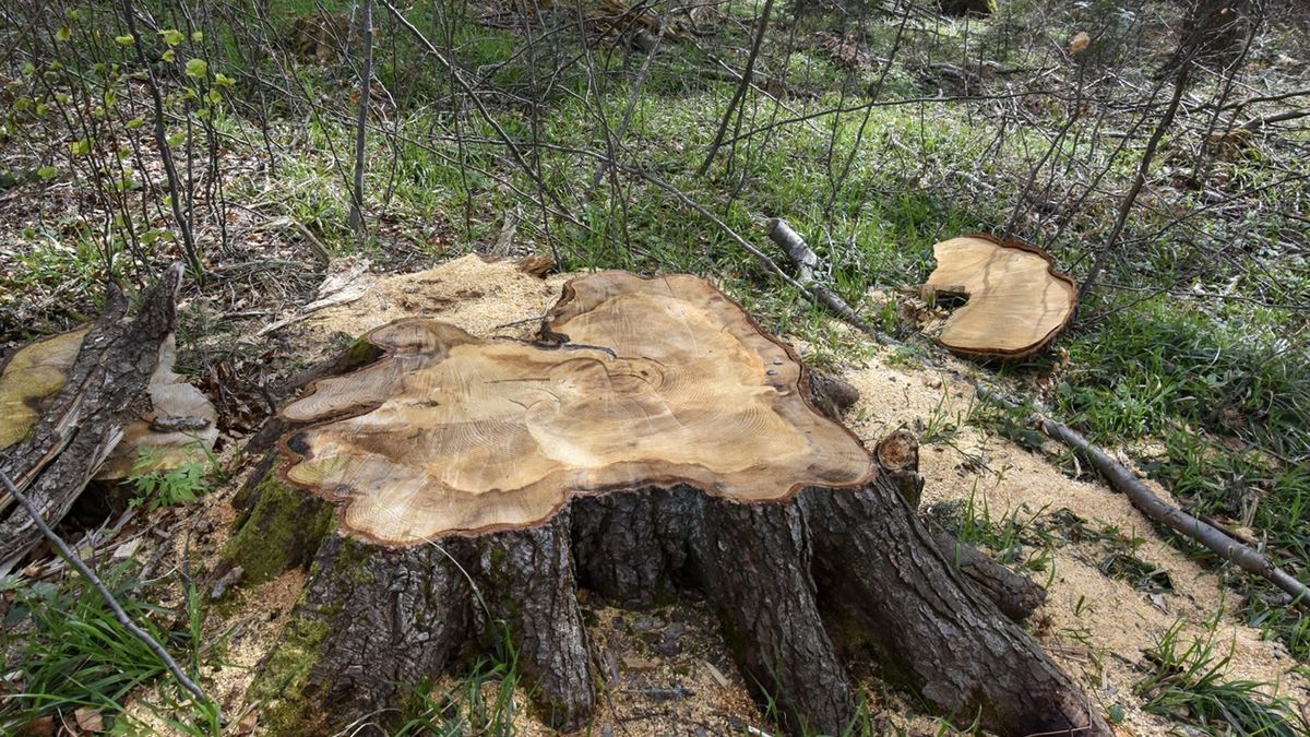 Leśnicy wycięli 337-letnie drzewo.