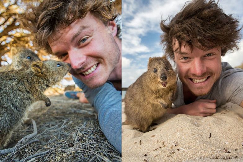 Ten fotograf został mistrzem "selfie" z dzikimi zwierzętami...