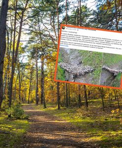 Natknęli się na niezwykłe znalezisko. Leśnicy pod wrażeniem