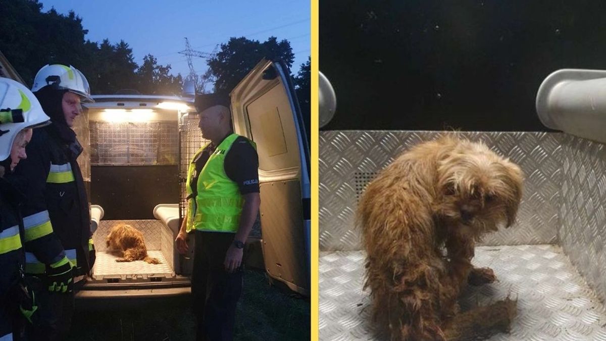 Uratowali psa, którego próbowano utopić