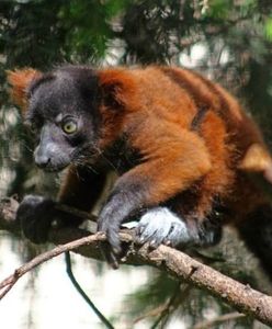 Warszawskie ZOO zyskuje nowych mieszkańców