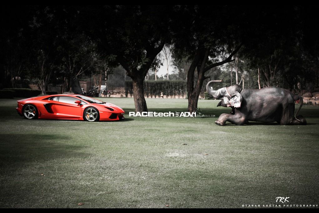 Lamborghini Aventador, felgi ADV.1 i słoń - niecodzienna sesja zdjęciowa [galeria] 9