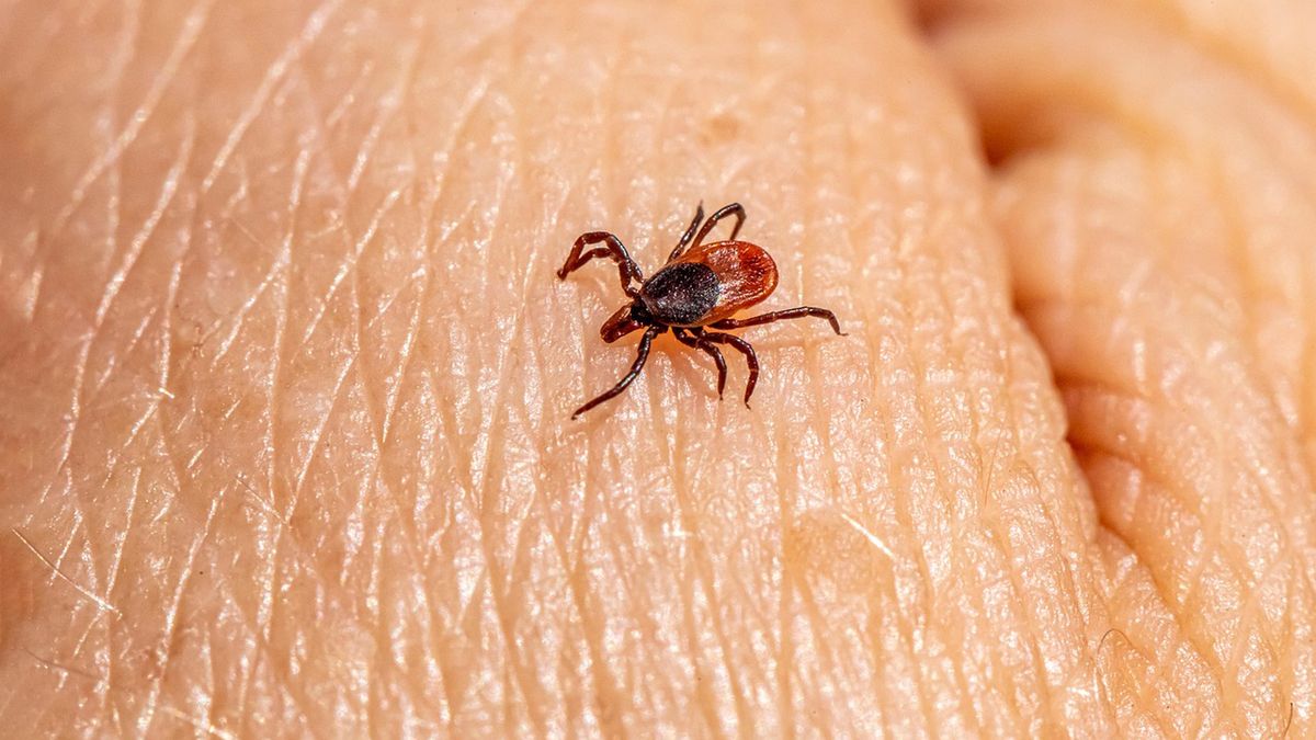 Kleszcze mają swoją ulubioną grupę krwi