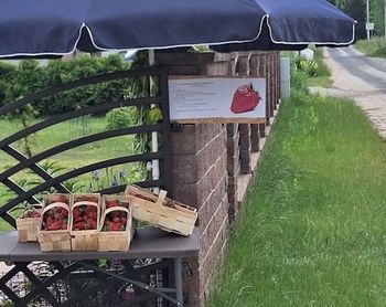 Samoobsługowe stoisko z truskawkami. Rolnik założył monitoring