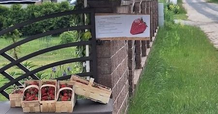 Samoobsługowe stoisko z truskawkami. Rolnik założył monitoring