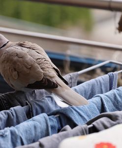 Balkon pełen ptasich odchodów? Wystarczy znać tani i prosty trik