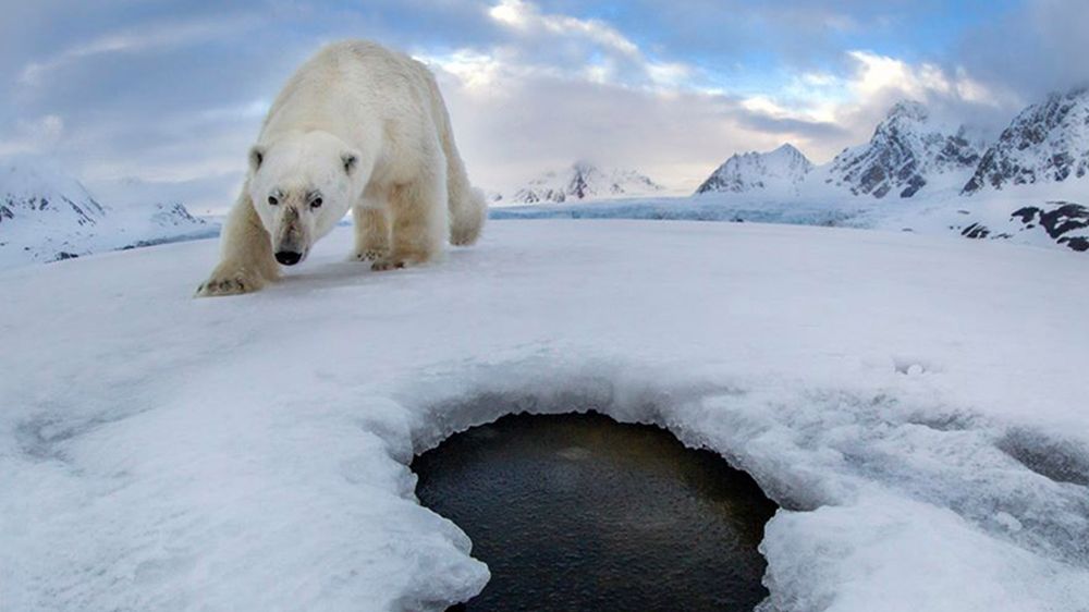 Niedźwiedź wrzucił jego aparat do przerębla. Po roku fotograf odzyskał zdjęcia 1