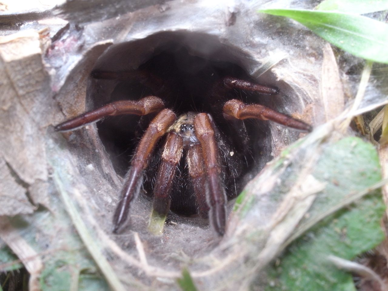 Discovery of 'Big Boy': A new super-sized venomous spider