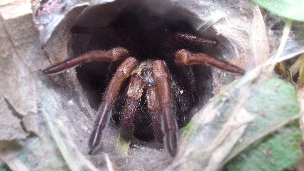 Pająki z gatunku Atrax są bardzo jadowite