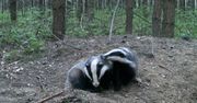 Tak się bawią borsuki. Kamerka wszystko nagrała