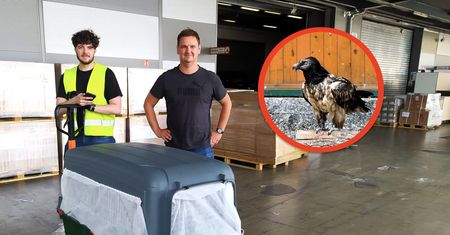 Orłosęp z Poznania odzyskał formę i wrócił do domu