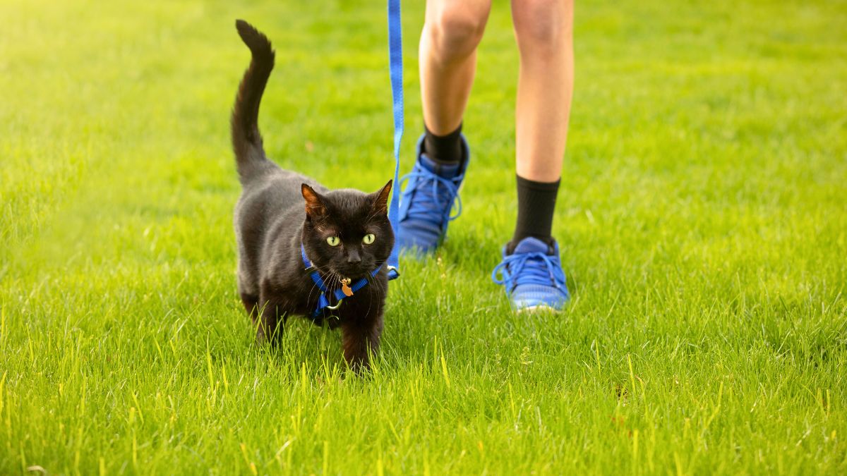 Czy koty nie powinny wychodzić na dwór?
