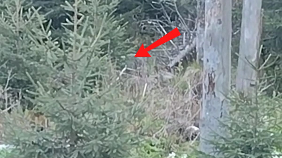 Niedźwiedź spotkany na szlaku do Morskiego Oka.